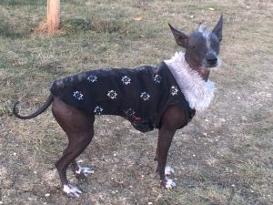 Manteau pour chien flocon - Chien chinois - Lila - Taille 2XL